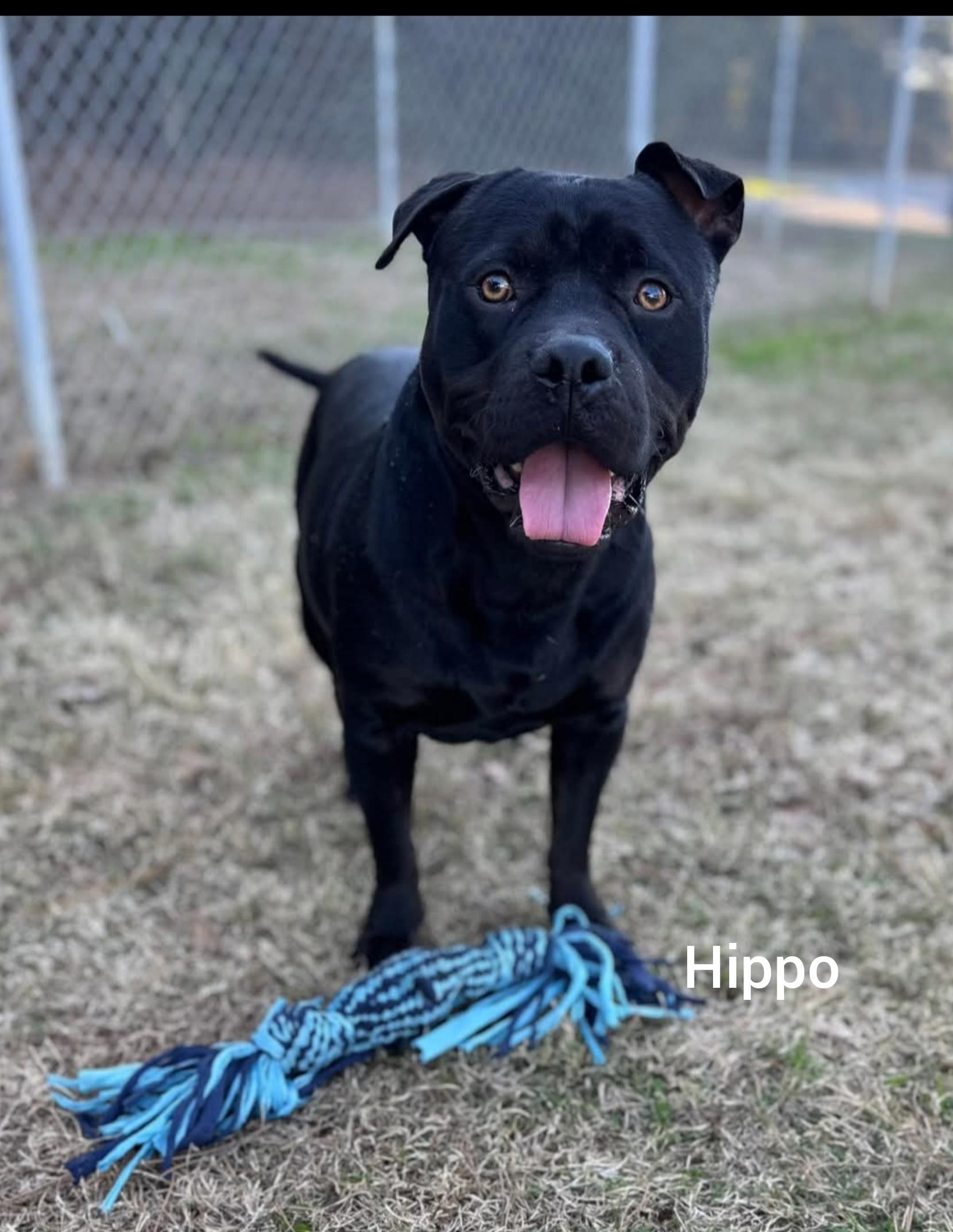 Hippo  (Orlando, FL), ADOPTABLE, Young Male Staffordshire Bull Terrier.