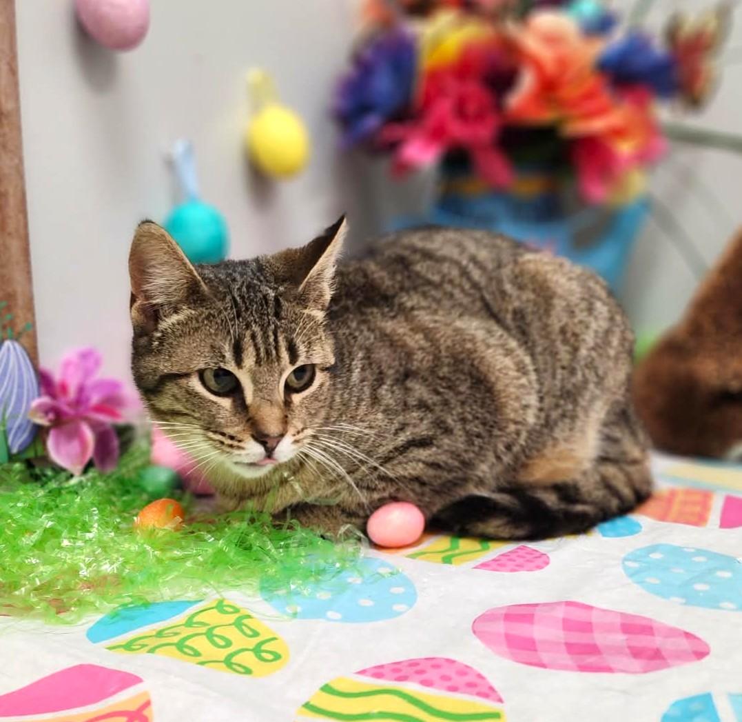 Enlarge Lucy, an adopted mixed breed in Wedowee, AL image 3/6