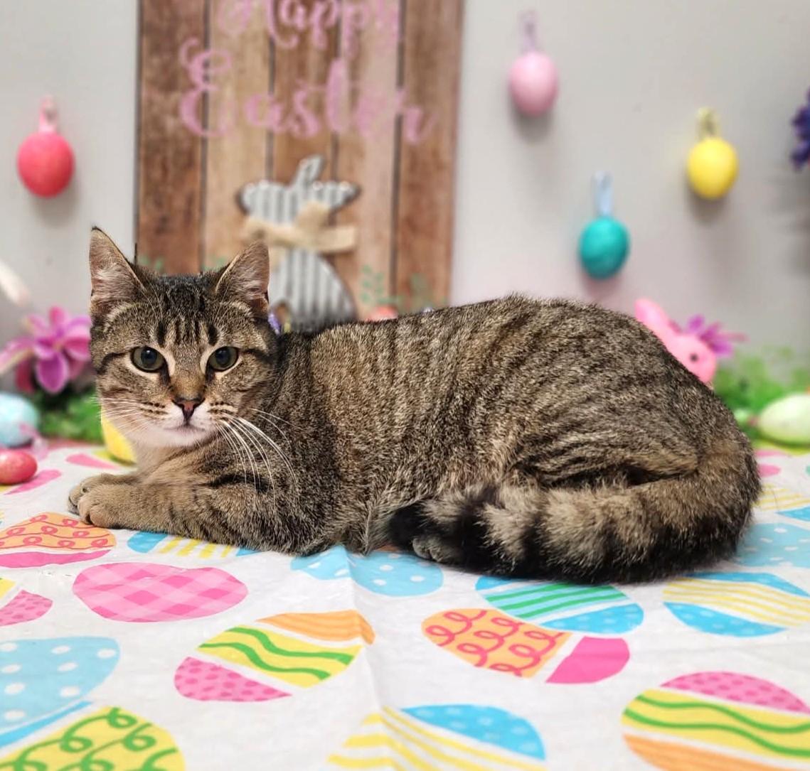 Enlarge Lucy, an adopted mixed breed in Wedowee, AL image 6/6