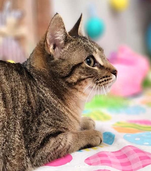 Enlarge Lucy, an adopted mixed breed in Wedowee, AL image 5/6