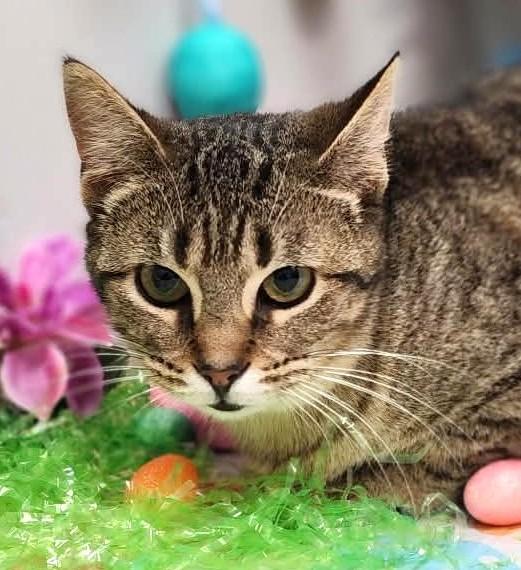 Enlarge Lucy, an adopted mixed breed in Wedowee, AL image 2/6