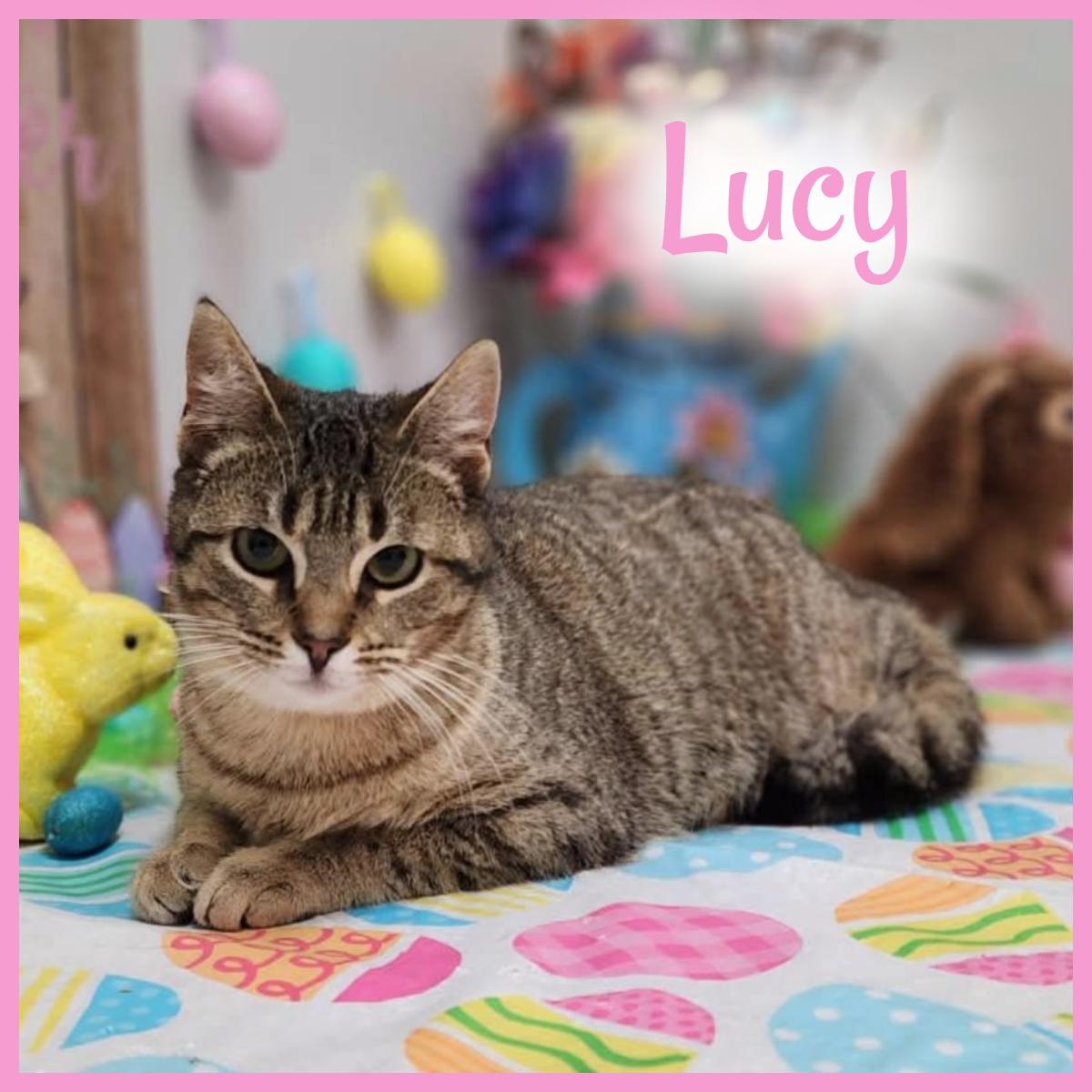 Lucy, adopted, Young Female Domestic Short Hair.