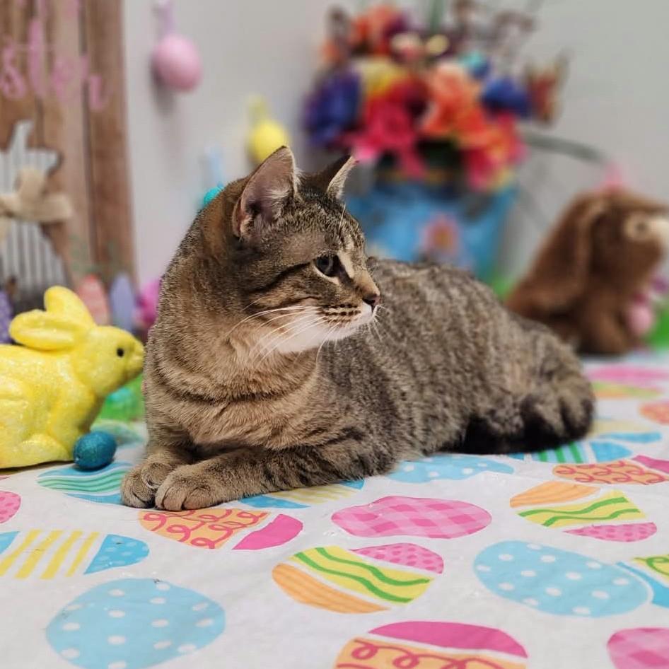 Enlarge Lucy, an adopted mixed breed in Wedowee, AL image 4/6