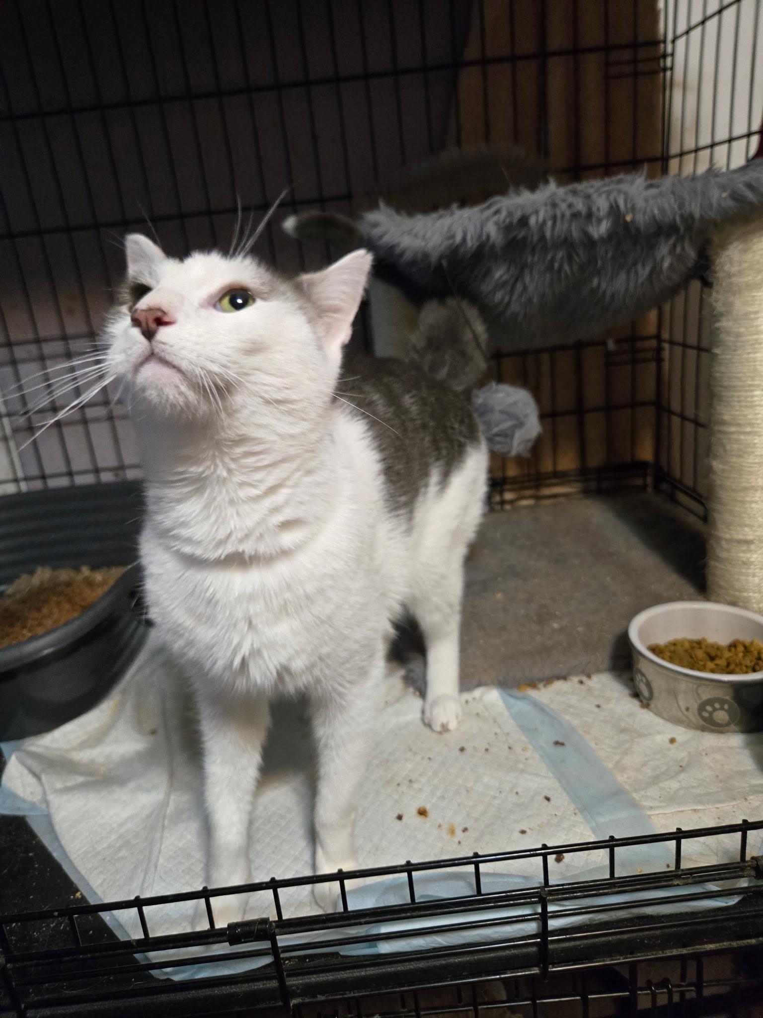 Camillo Will be your Shadow. Lap cat, an adoptable mixed breed in Garwood, NJ image 5/6