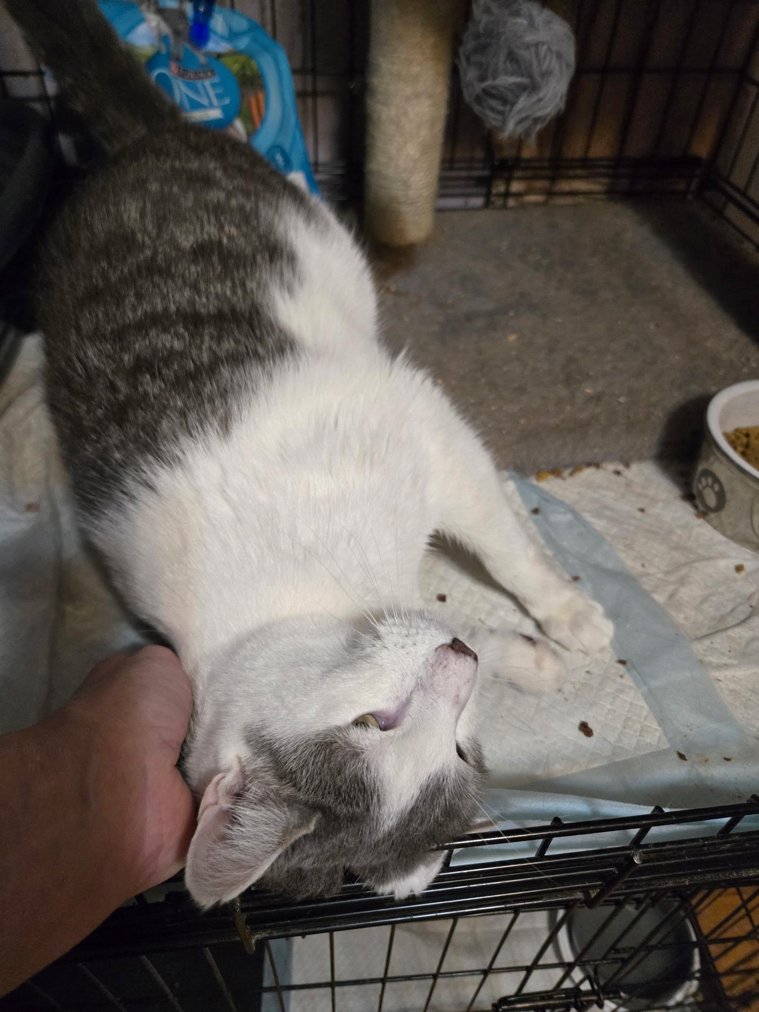 Camillo Will be your Shadow. Lap cat, an adoptable mixed breed in Garwood, NJ image 6/6
