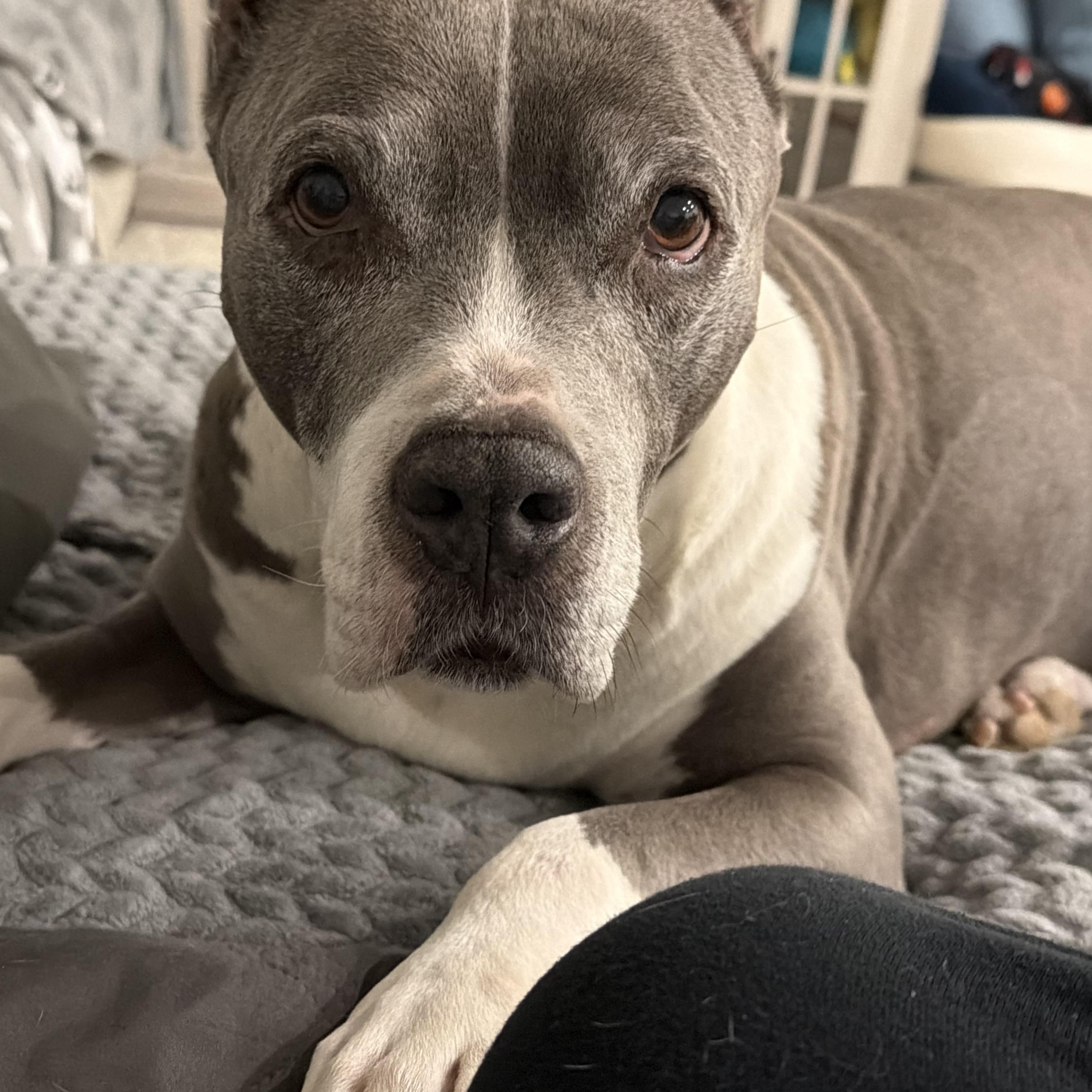 Enlarge Zara, a Adoptable mixed breed in Dallas, TX image 3/4