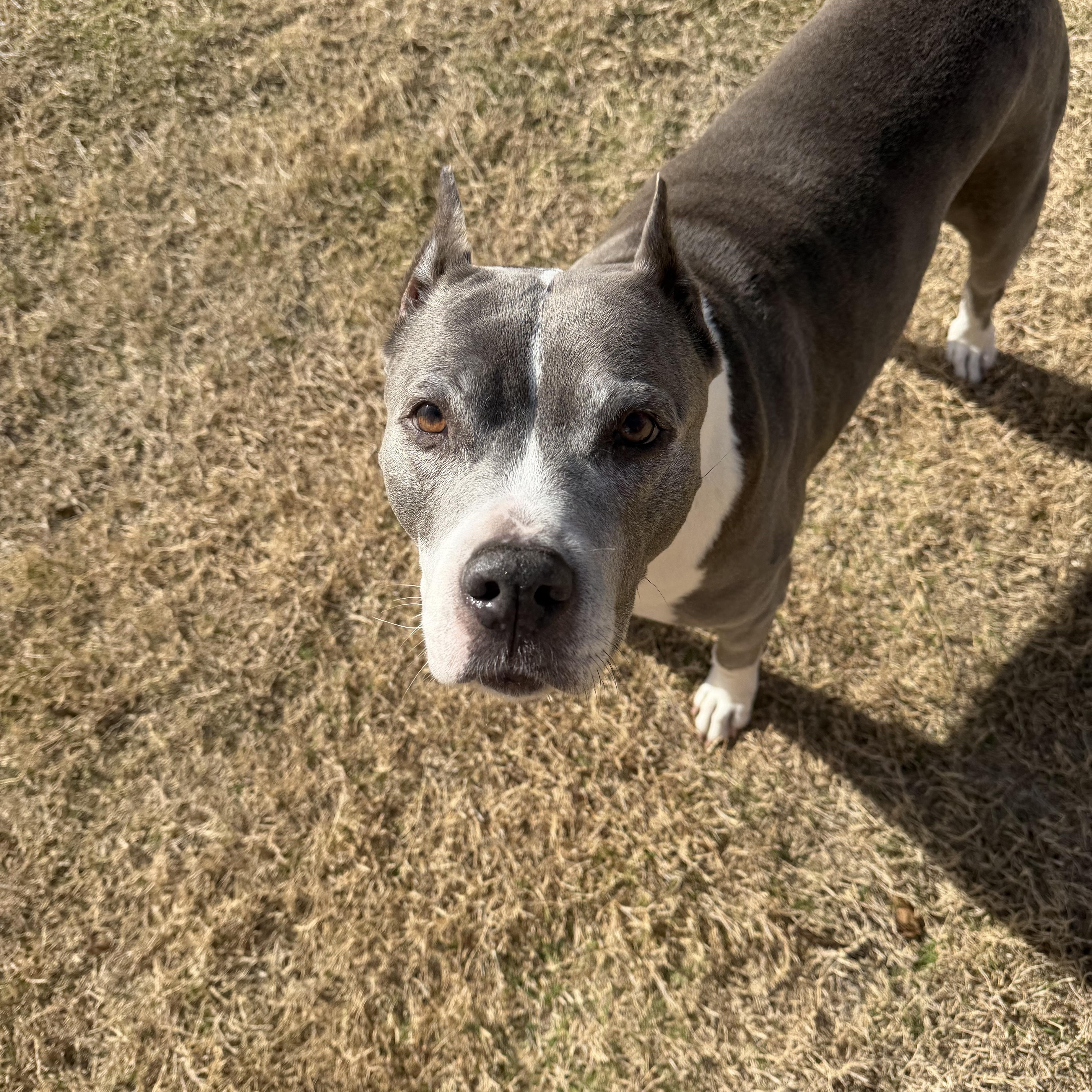 Enlarge Zara, a Adoptable mixed breed in Dallas, TX image 2/4