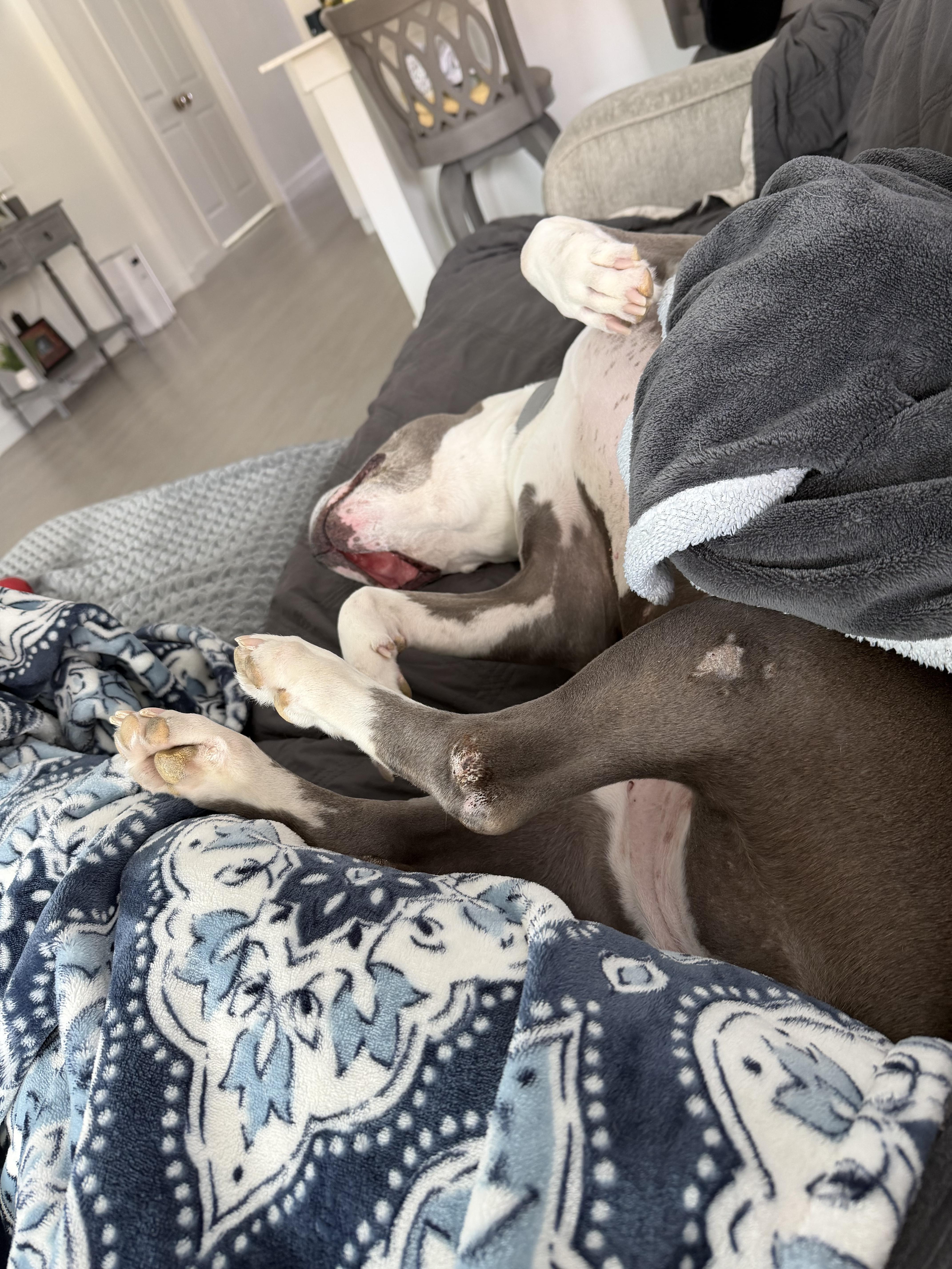 Enlarge Zara, a Adoptable mixed breed in Dallas, TX image 4/4