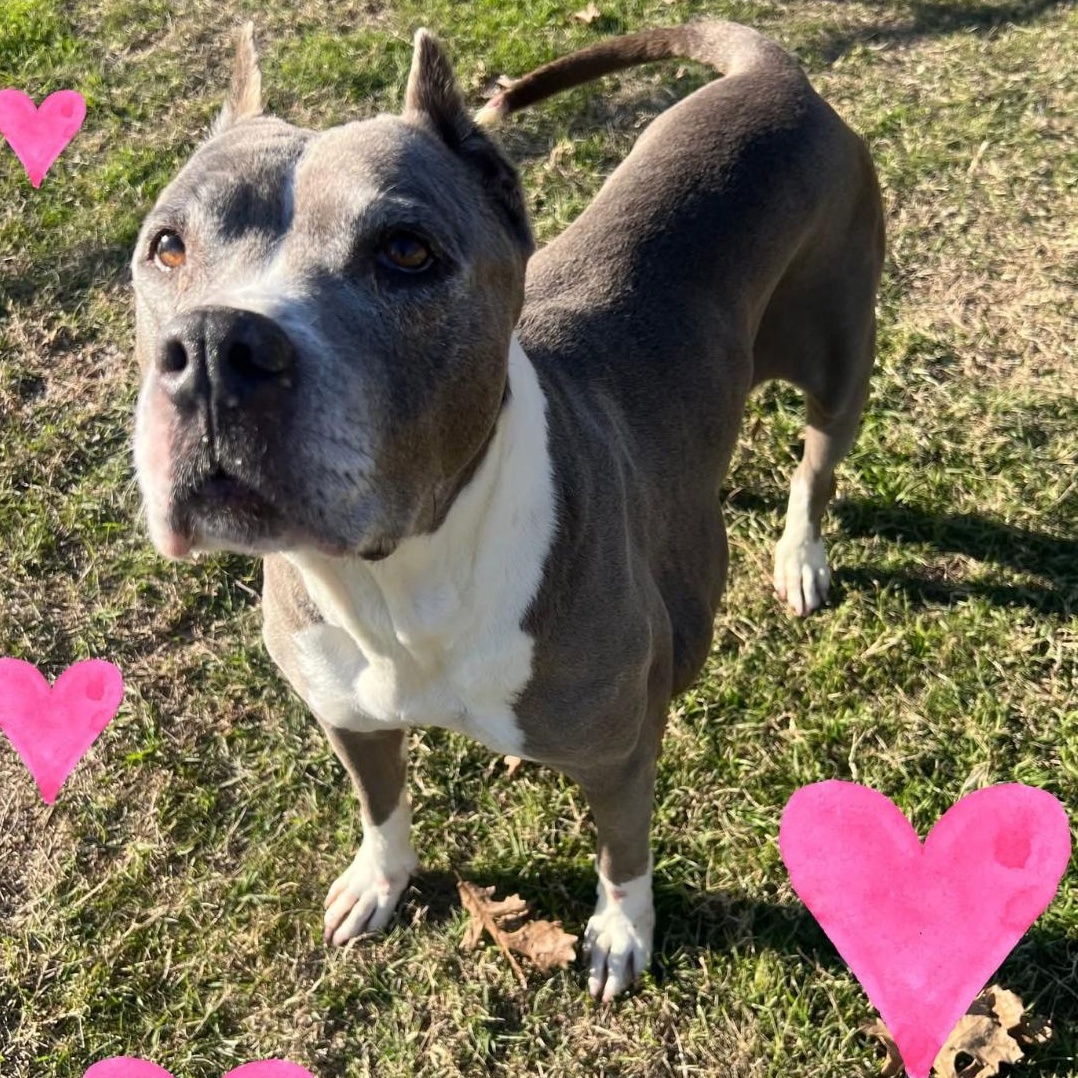 Enlarge Zara, a Adoptable mixed breed in Dallas, TX image 1/4