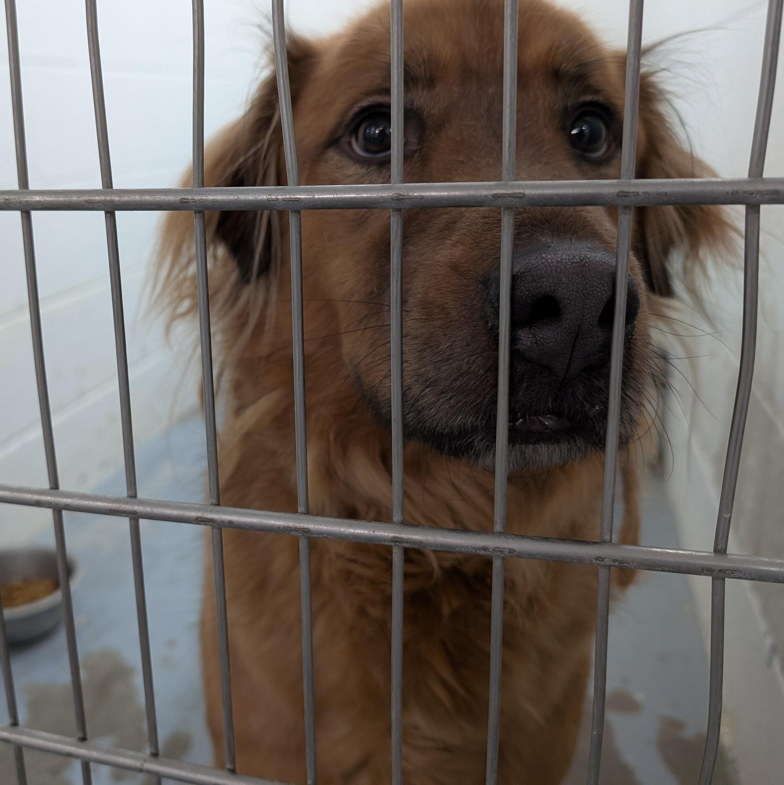 Enlarge 187731 LOOKING FOR OWNER, a ADOPTABLE mixed breed in Ravenna, OH image 1/1