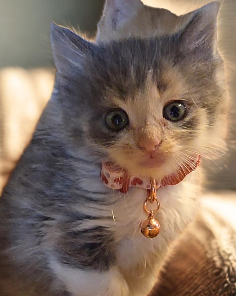 Amelia, Adoptable, Kitten Female Domestic Long Hair & Maine Coon.