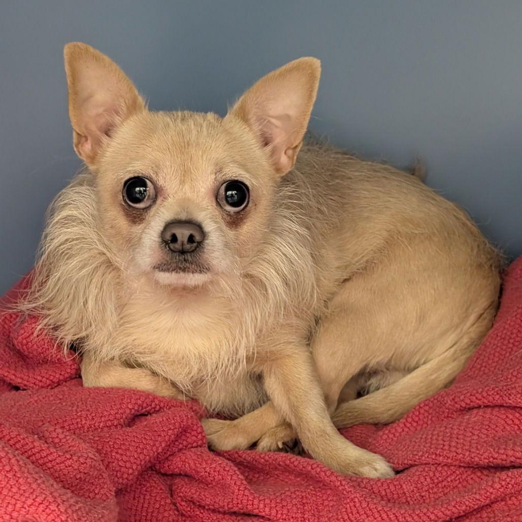 Buddy, Adoptable, Adult Male Chihuahua.