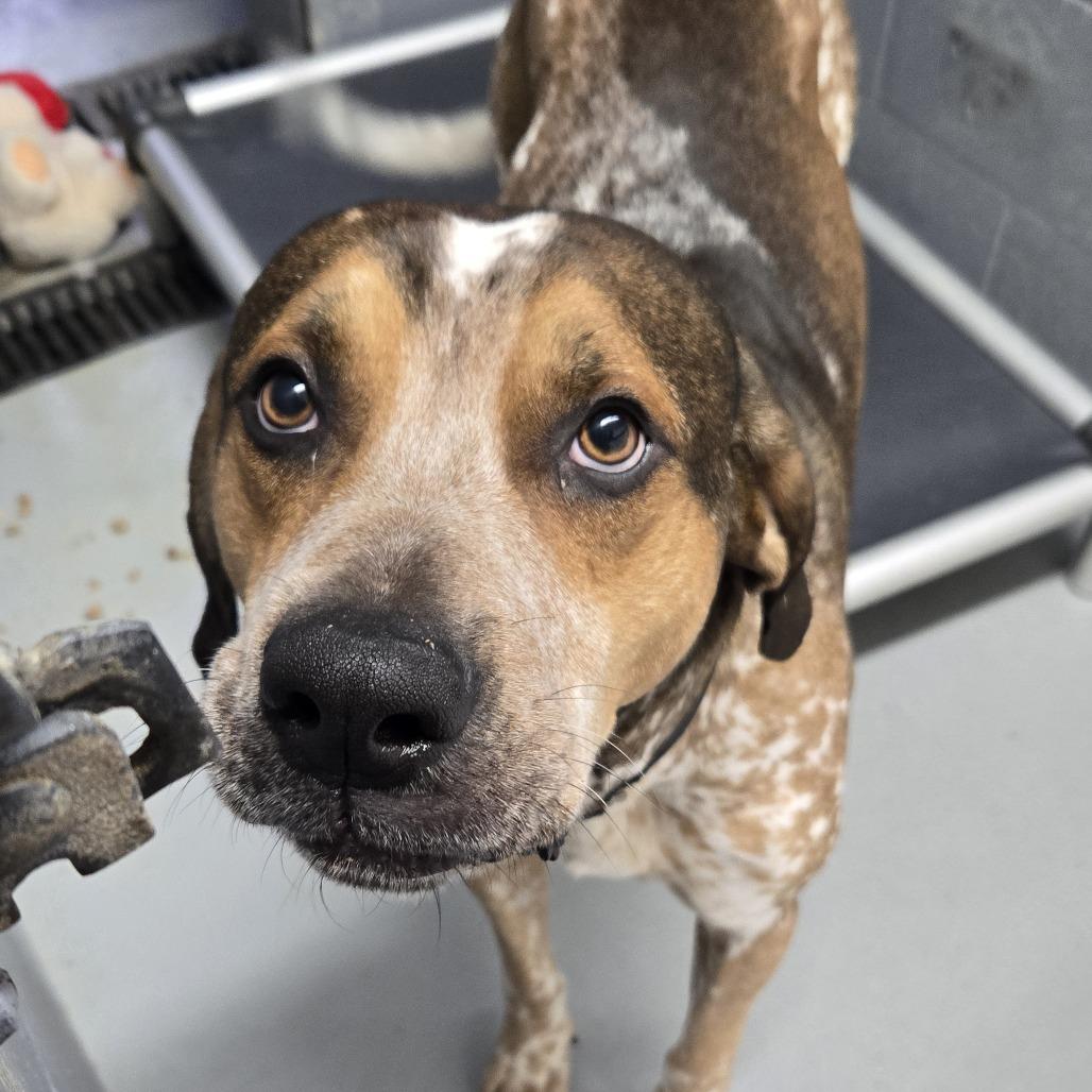 Marmaduke 26-113, Adoptable, Adult Male Coonhound.