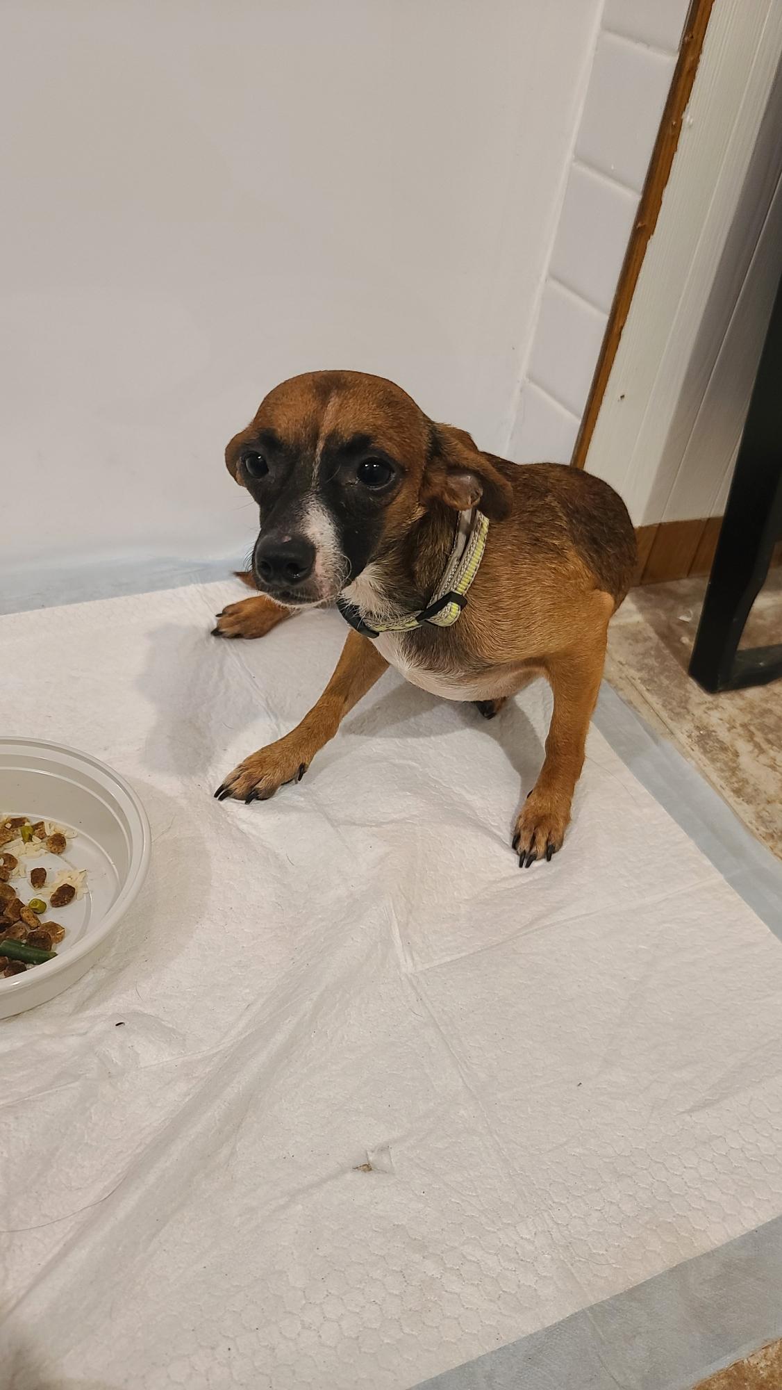 Scott, Adopted, Adult Male Chihuahua.