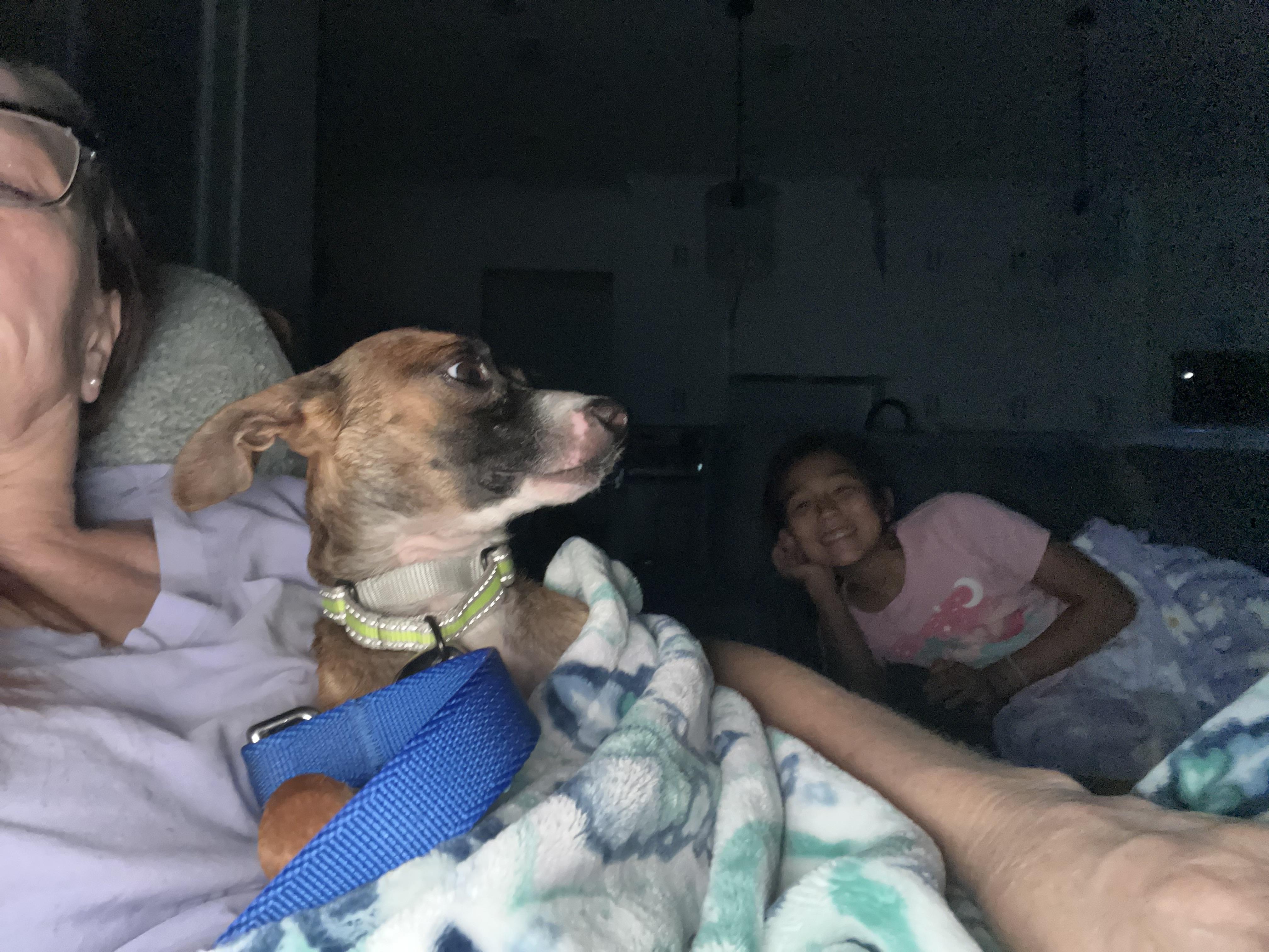 Enlarge Scott, a Adopted Chihuahua in Mabank, TX image 2/3