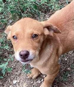 Enlarge Jill, a Adoptable mixed breed in Sudbury, MA image 2/3