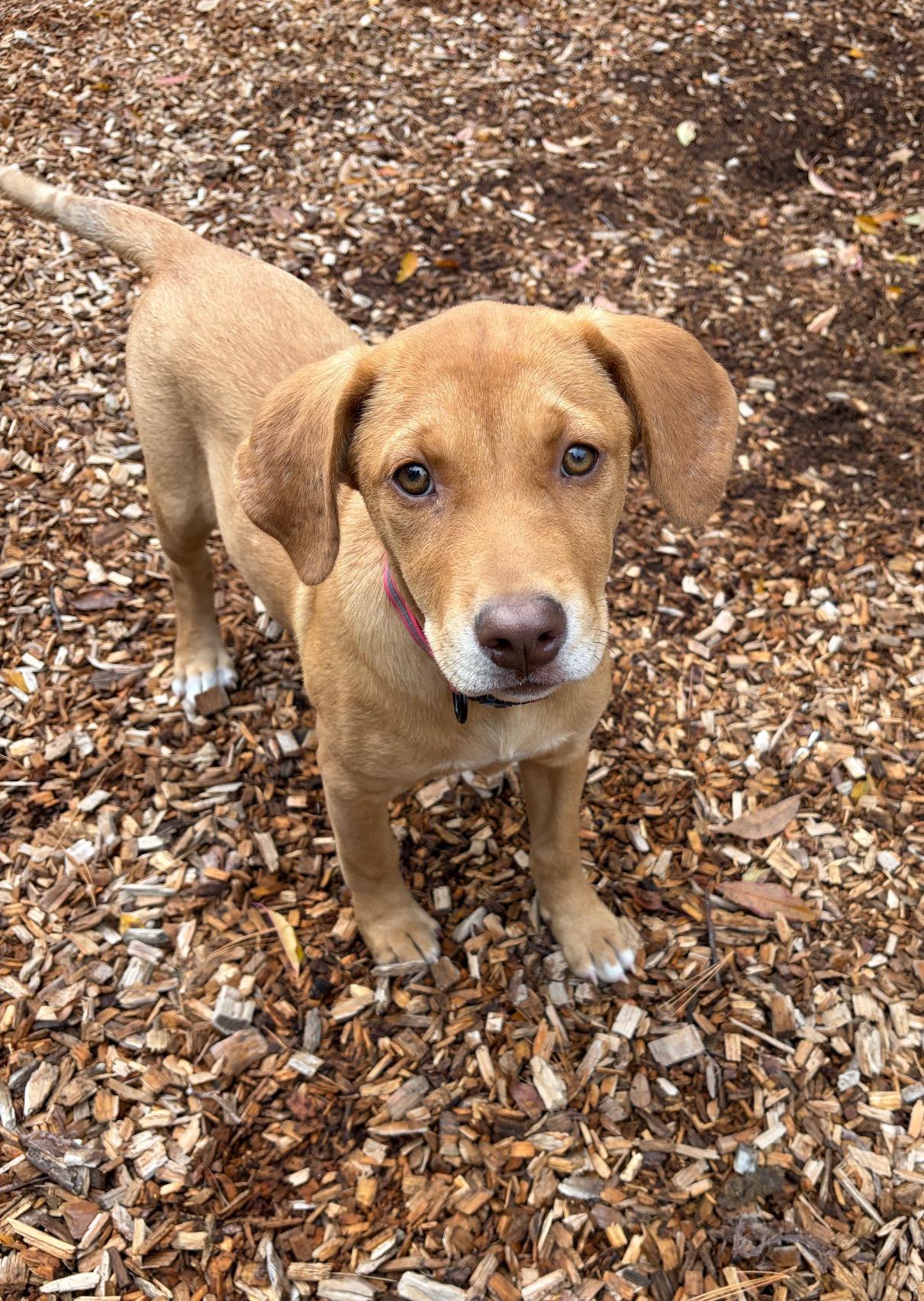 Jill, Adoptable, Puppy Female Beagle & Australian Cattle Dog / Blue Heeler.