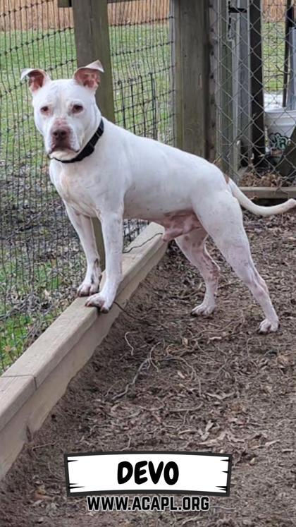 Enlarge Devo, a Adoptable mixed breed in Ashtabula, OH image 1/3