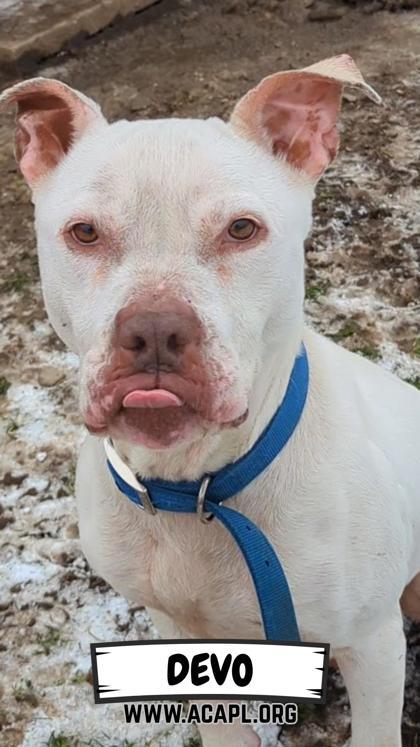 Enlarge Devo, a Adoptable mixed breed in Ashtabula, OH image 1/3