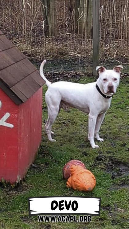 Enlarge Devo, a Adoptable mixed breed in Ashtabula, OH image 3/3