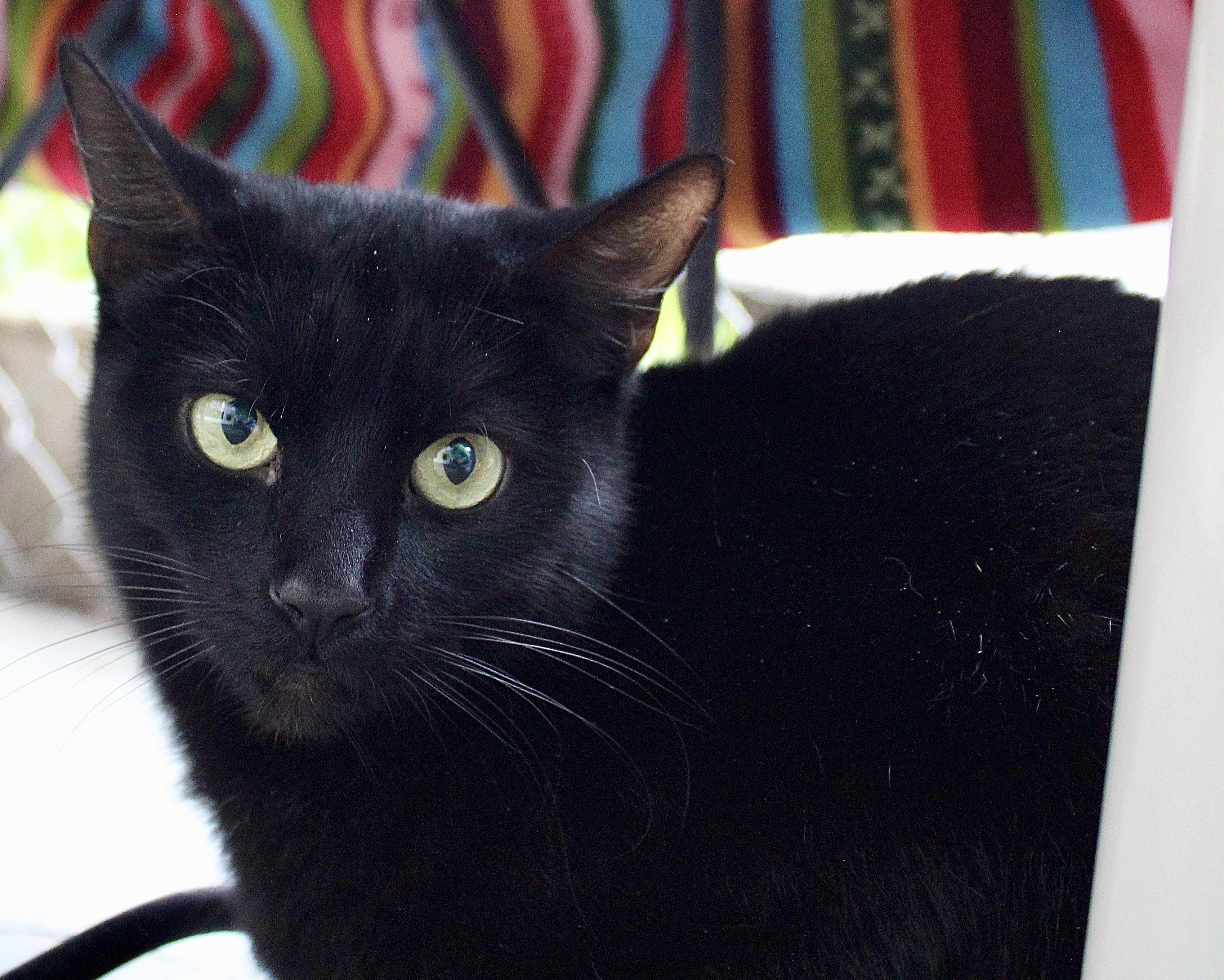 Cinderelly, a Adoptable Domestic Short Hair in El Cajon, CA image 1/2