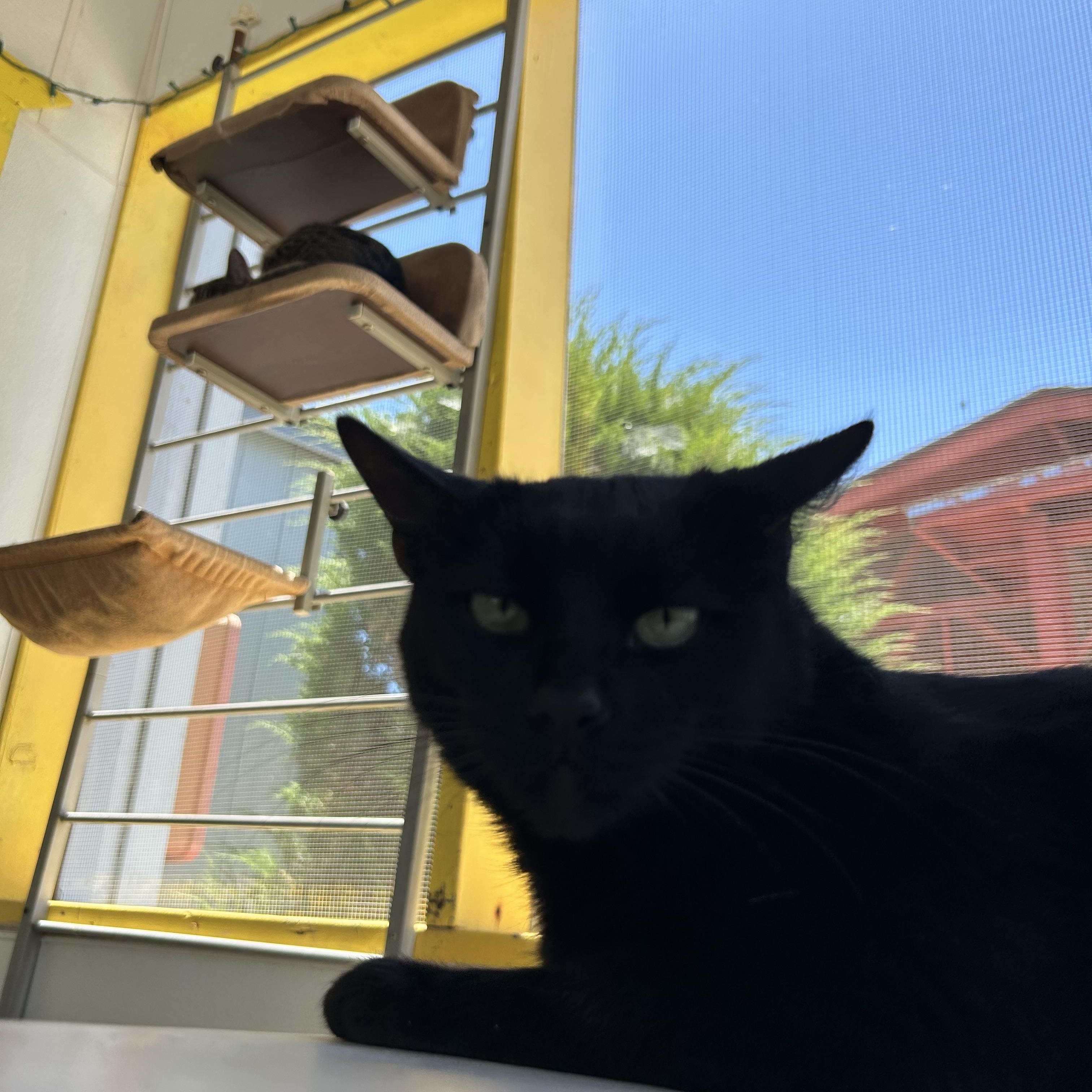 Cinderelly, a Adoptable Domestic Short Hair in El Cajon, CA image 2/2