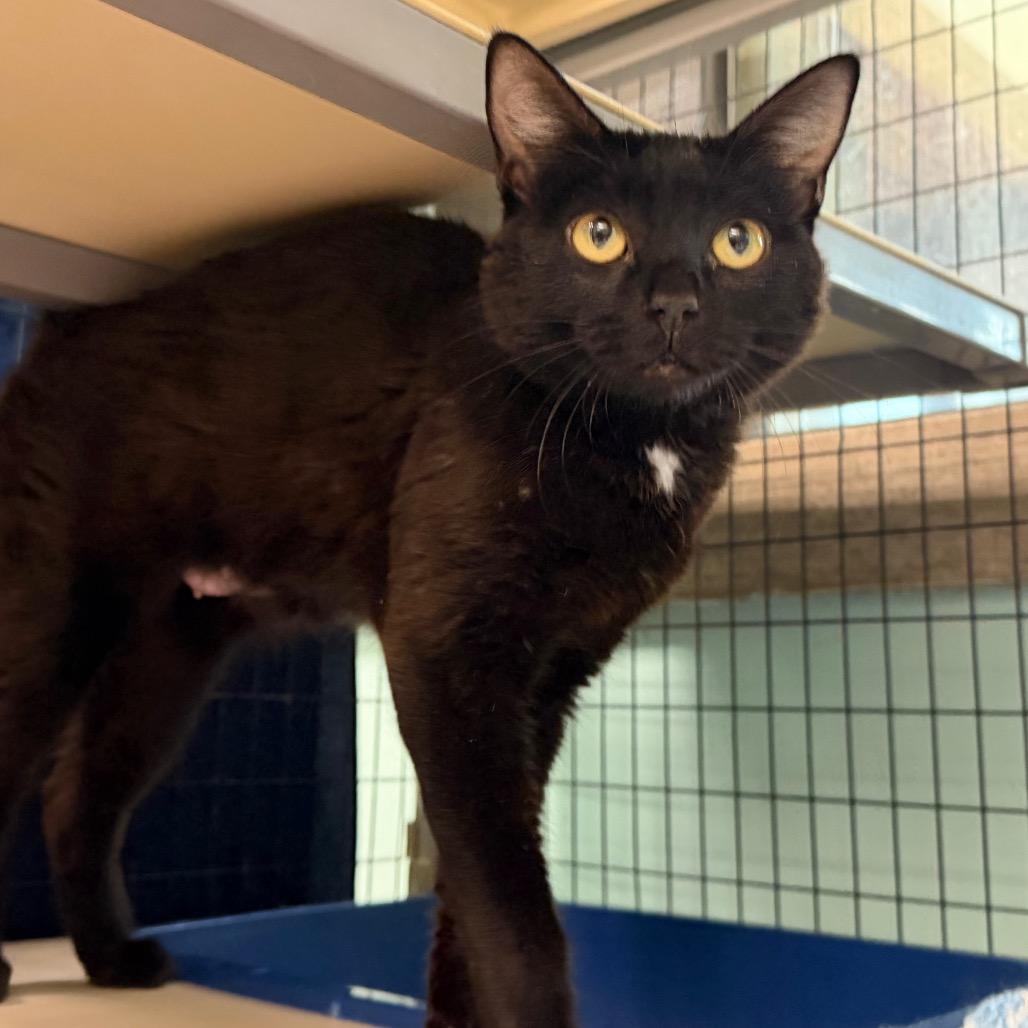 Enlarge Pink Lady, a Adoptable Domestic Short Hair in Durango, CO image 1/3