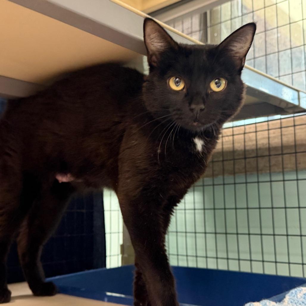 Enlarge Pink Lady, a Adoptable Domestic Short Hair in Durango, CO image 2/3
