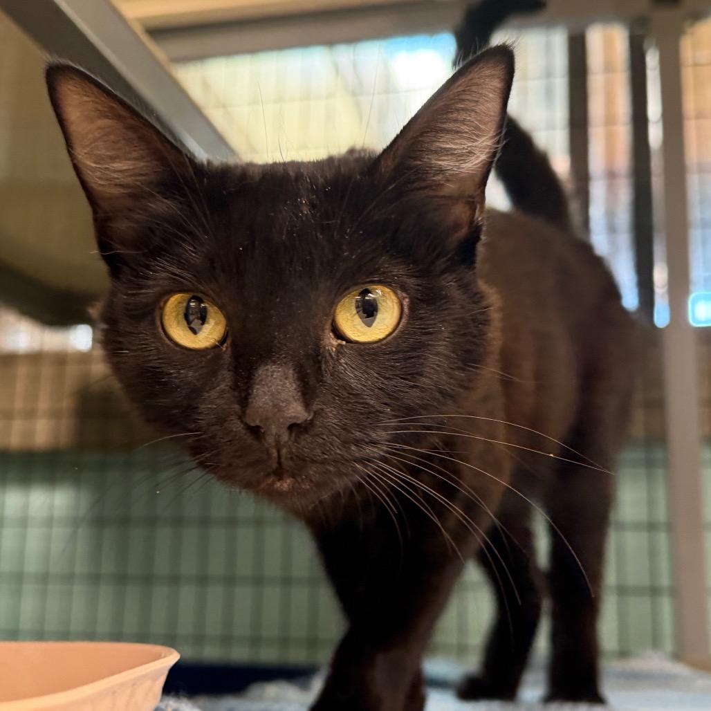 Enlarge Pink Lady, a Adoptable Domestic Short Hair in Durango, CO image 3/3