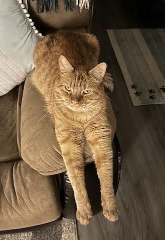 Oliver, Adoptable, Adult Male Domestic Short Hair.