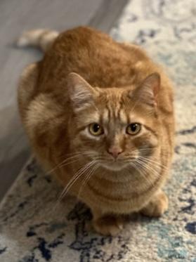 Enlarge Oliver, a Adoptable Domestic Short Hair in Seven Valleys, PA image 2/6
