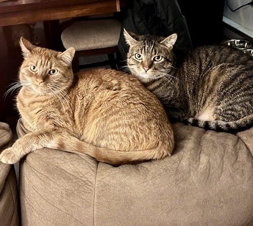 Enlarge Oliver, a Adoptable Domestic Short Hair in Seven Valleys, PA image 3/6