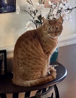 Enlarge Oliver, a Adoptable Domestic Short Hair in Seven Valleys, PA image 4/6