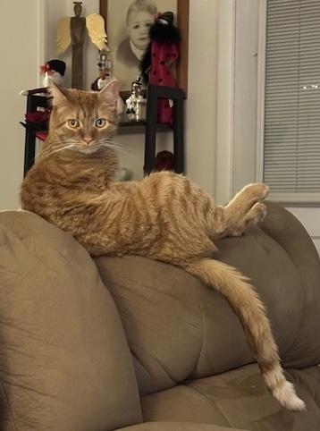 Enlarge Oliver, a Adoptable Domestic Short Hair in Seven Valleys, PA image 5/6