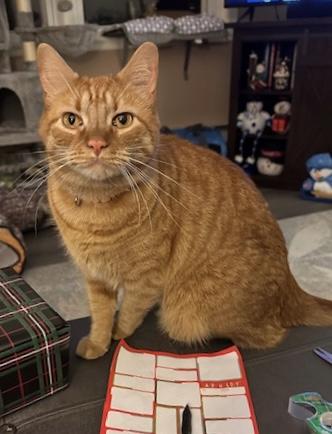 Enlarge Oliver, a Adoptable Domestic Short Hair in Seven Valleys, PA image 6/6