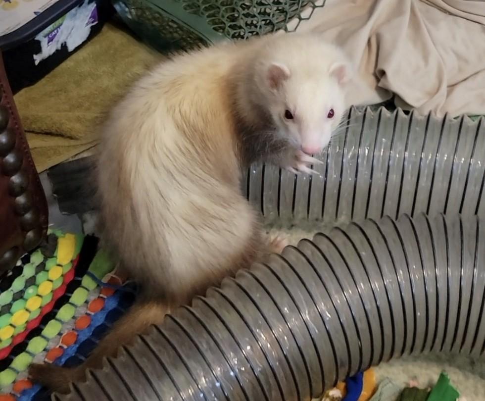 Bond, ADOPTABLE, Adult Male Ferret.