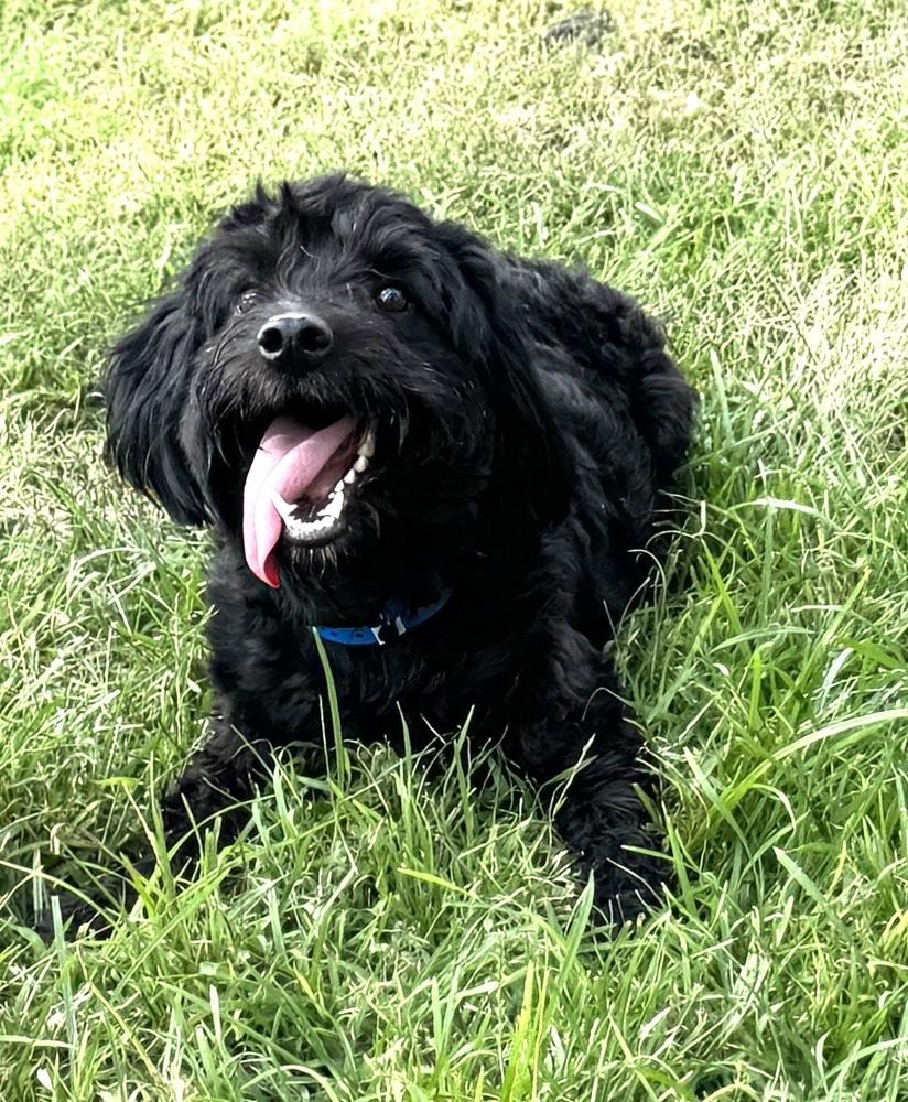 Greatboy, Adoptable, Young Male Poodle & Portuguese Water Dog.