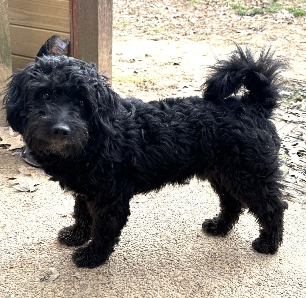 Greatboy, a Adoptable mixed breed in Lancaster, PA image 2/6