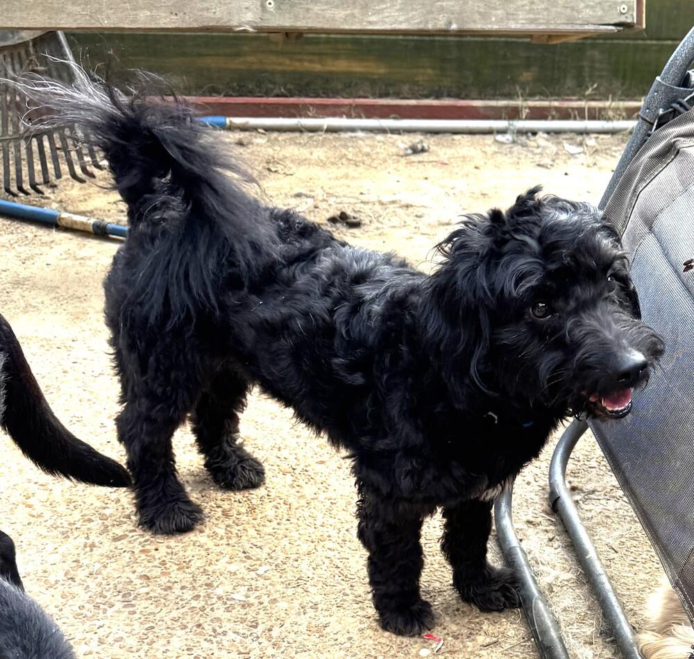 Greatboy, a Adoptable mixed breed in Lancaster, PA image 3/6
