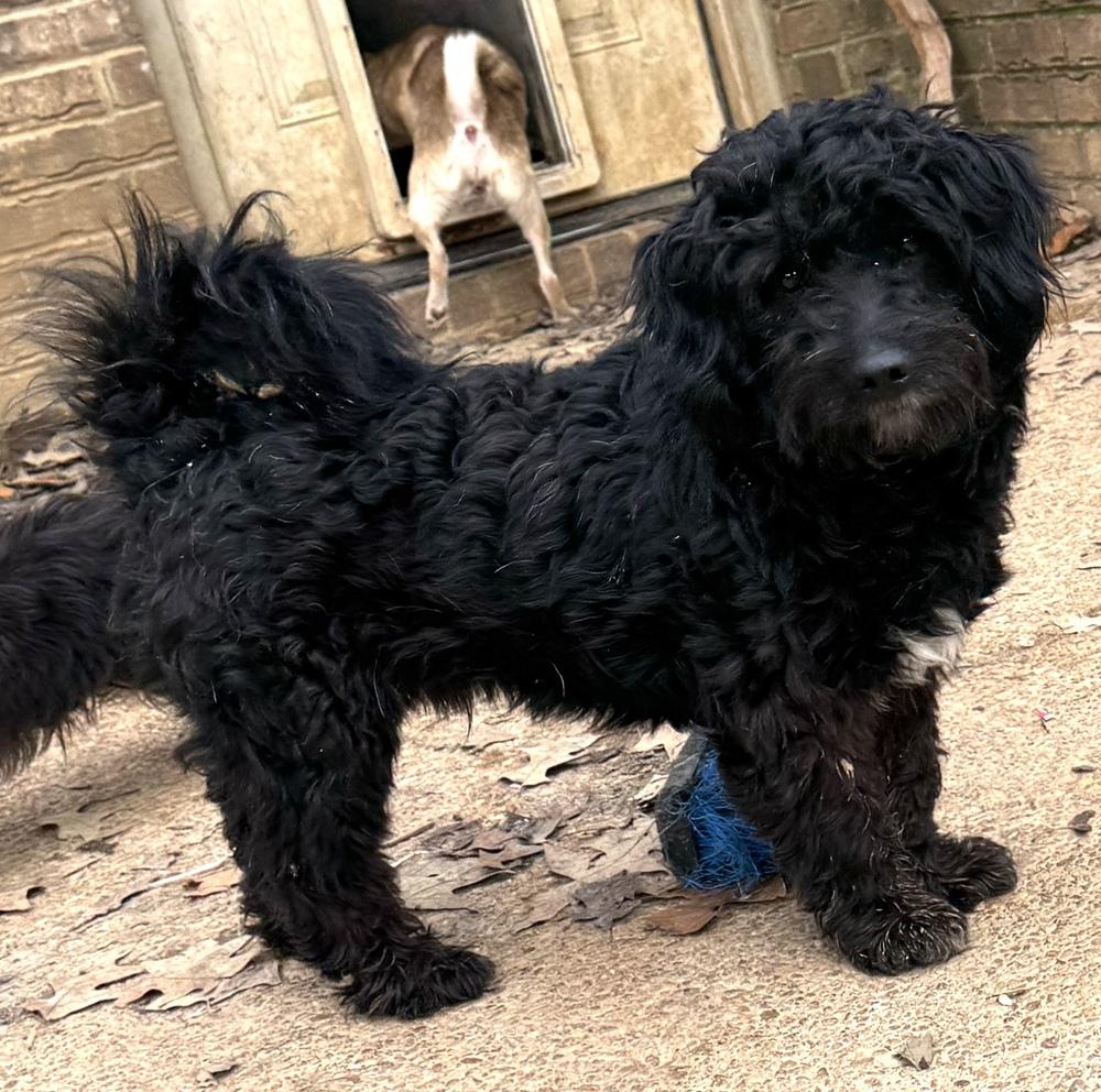 Greatboy, a Adoptable mixed breed in Lancaster, PA image 4/6