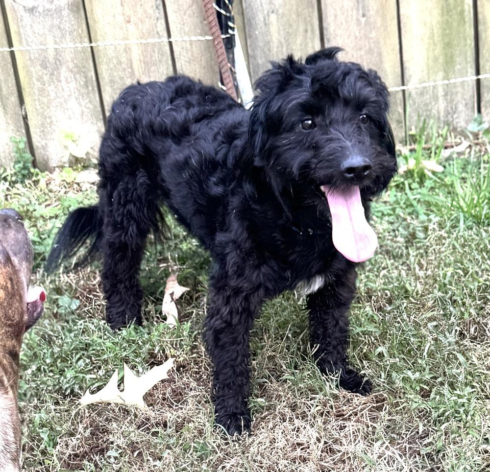 Greatboy, a Adoptable mixed breed in Lancaster, PA image 5/6