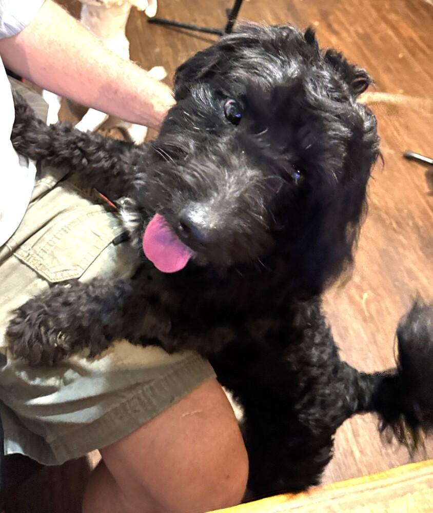 Greatboy, a Adoptable mixed breed in Lancaster, PA image 6/6