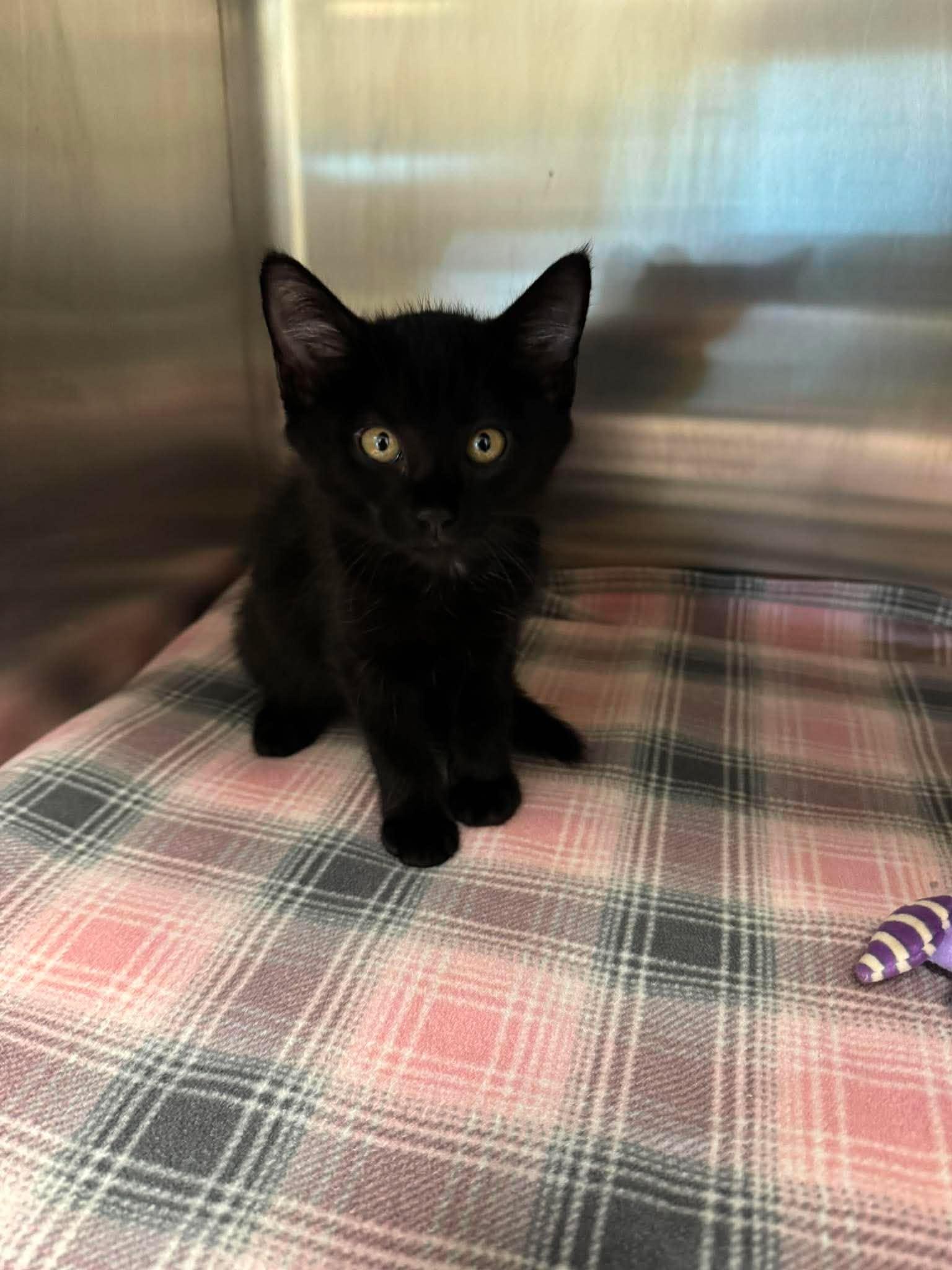Paprika, Adoptable, Kitten Female Domestic Short Hair.