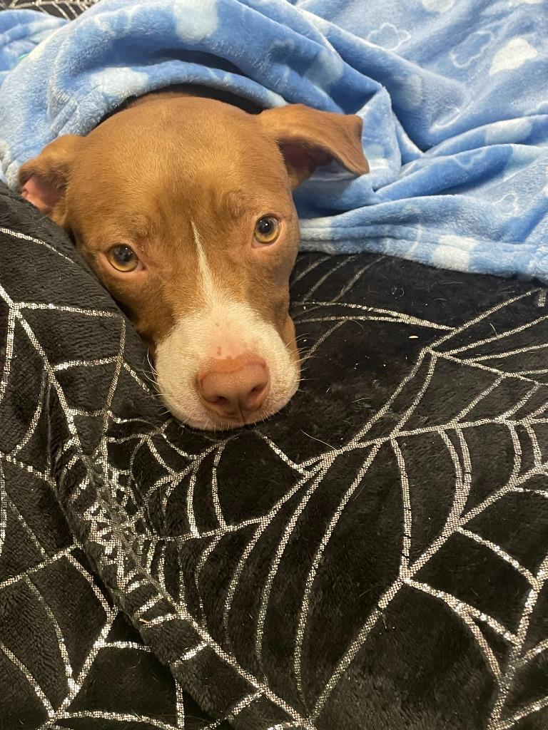 Molly, Adoptable, Young Female American Bulldog & Mixed Breed.