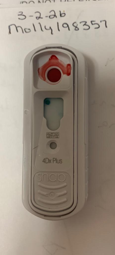 Enlarge Molly, a Adoptable mixed breed in Albany, GA image 2/5