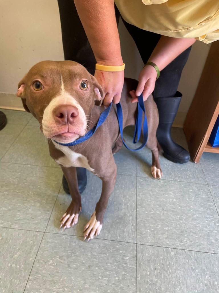 Enlarge Molly, a Adoptable mixed breed in Albany, GA image 3/4