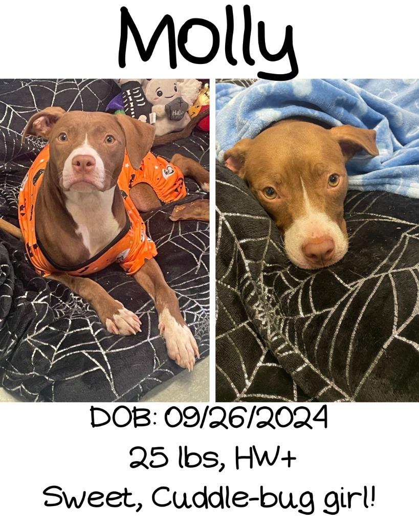 Enlarge Molly, a Adoptable mixed breed in Albany, GA image 3/4