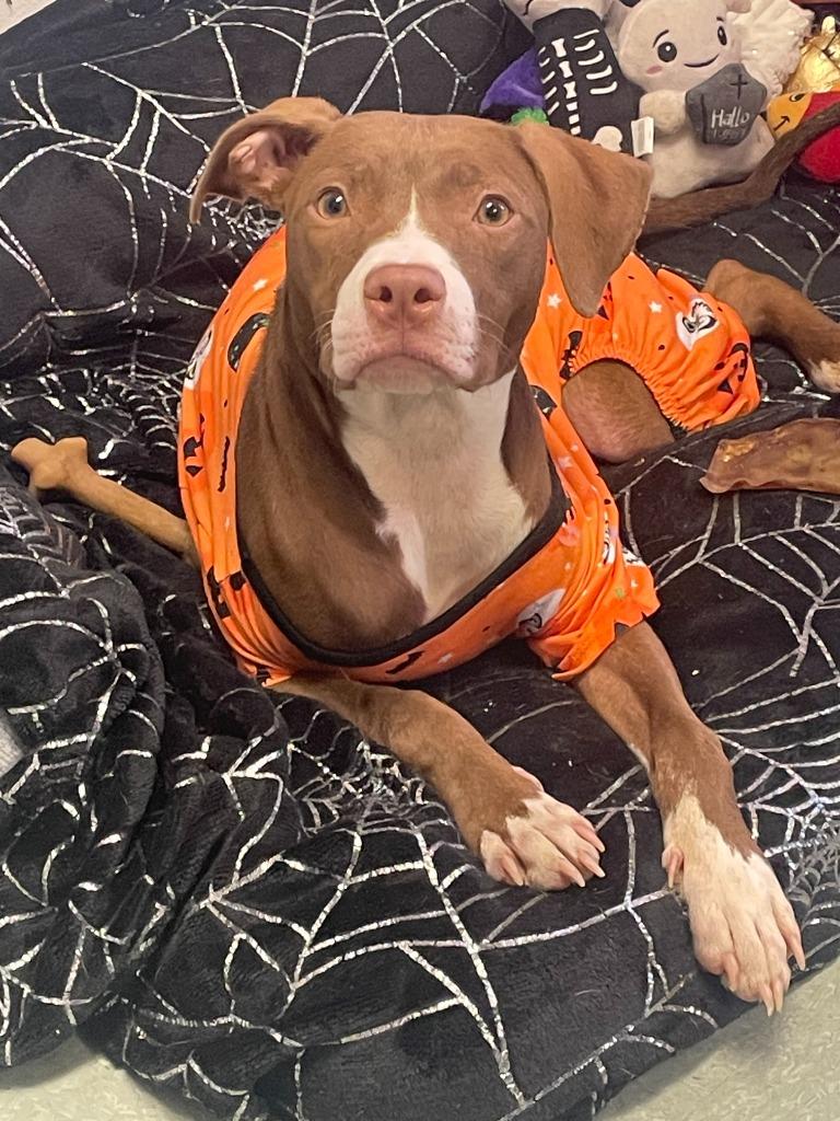 Enlarge Molly, a Adoptable mixed breed in Albany, GA image 4/4