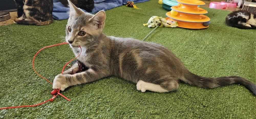 Sleepy, Adoptable, Young Male Domestic Short Hair & Tabby.