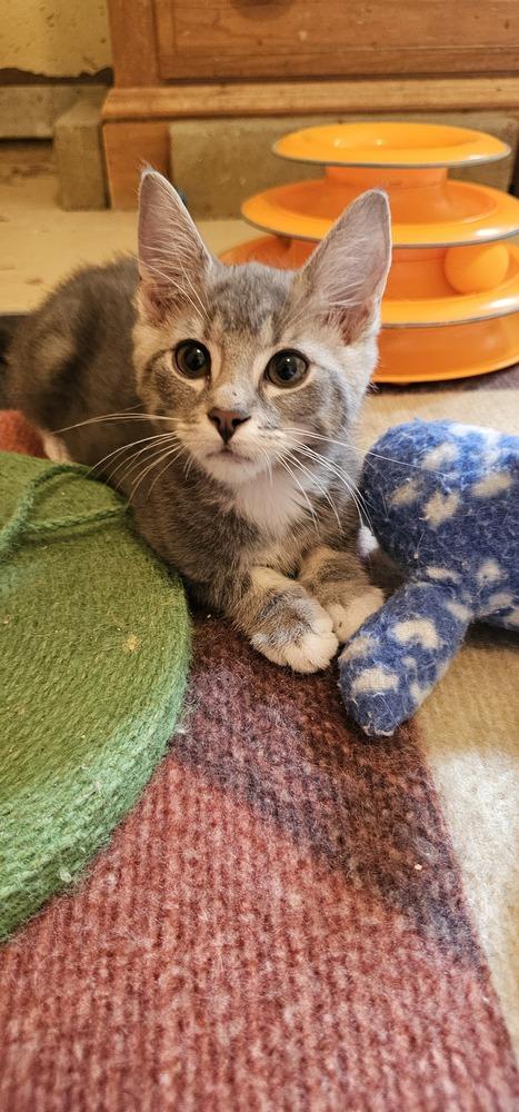 Sleepy, a Adoptable mixed breed in Powder Springs, GA image 2/4